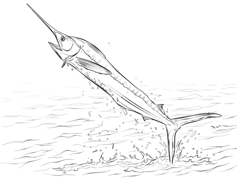 White Marlin Jumping Out Of Water Coloring Page